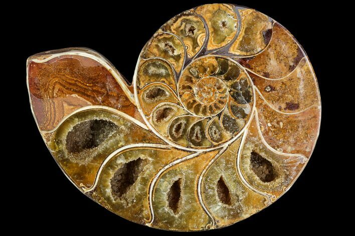 Sliced, Agatized Ammonite Fossil (half) - Jurassic #110742